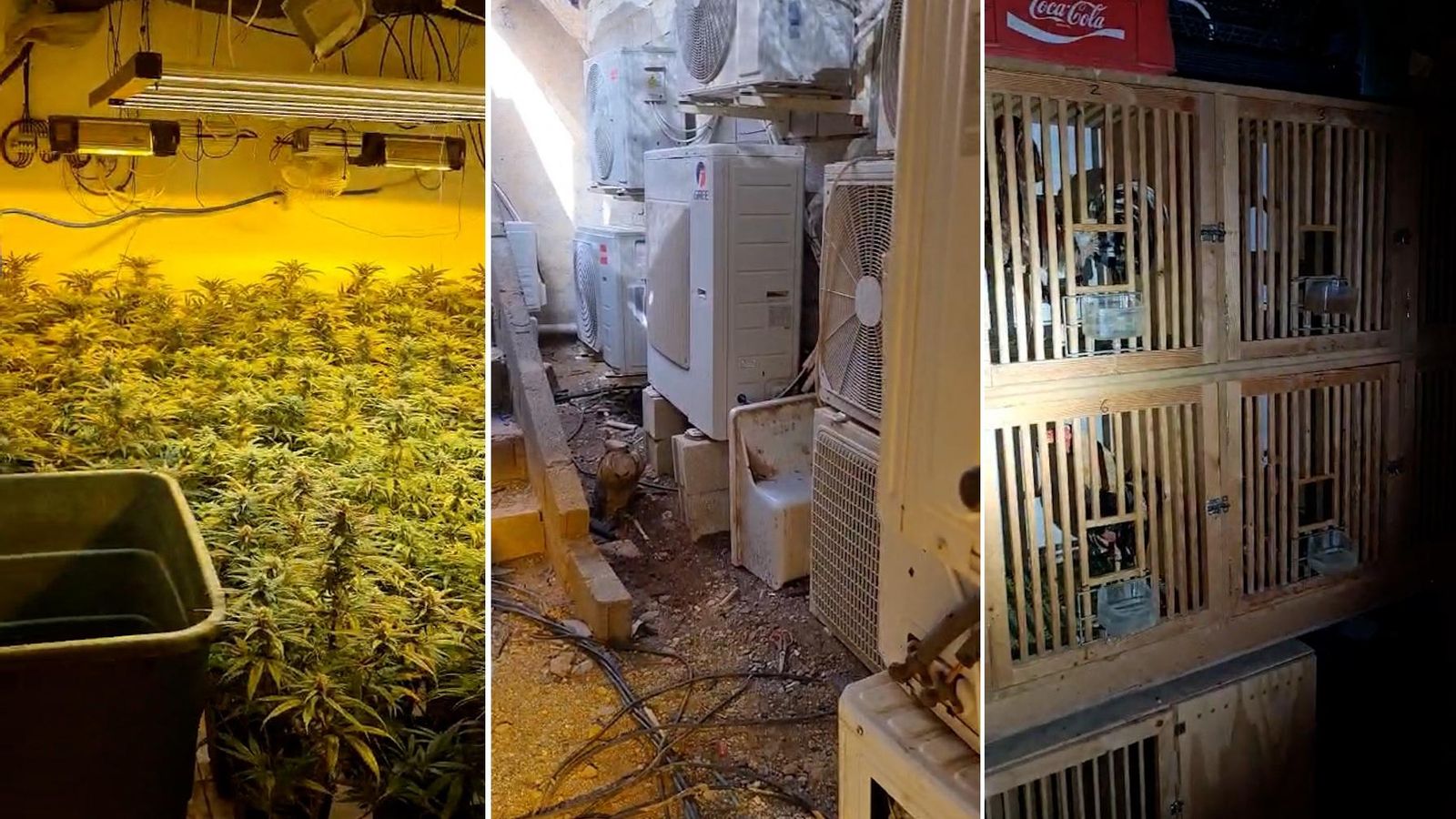 Plantación indoor de marihuana y animales encontrados en la vivienda