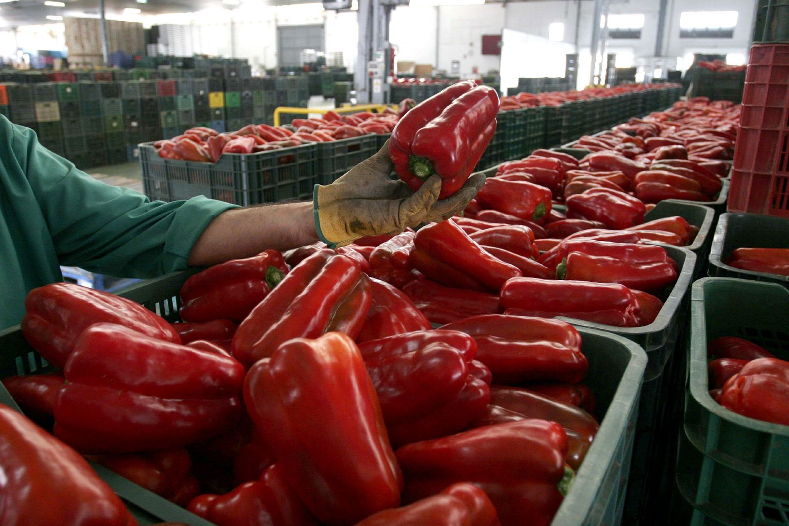 El pimiento, la clave