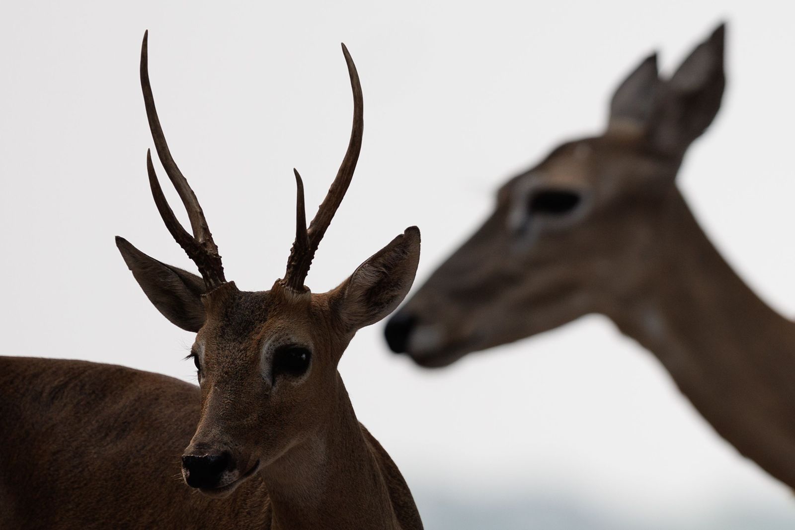 Las llamas convierten en una tumba al aire libre El Pantanal en Brasil