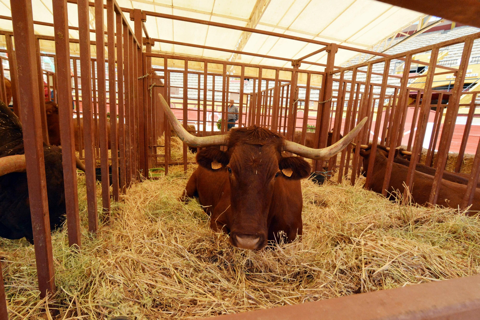 Una res descansa en un establo.