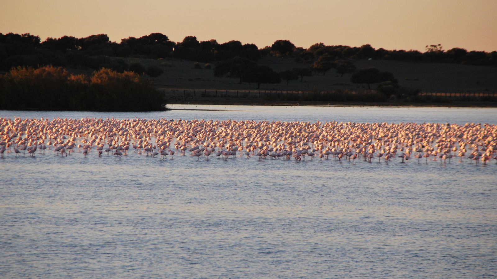Imágenes del humedal de la Dehesa de Abajo (Puebla del Río).