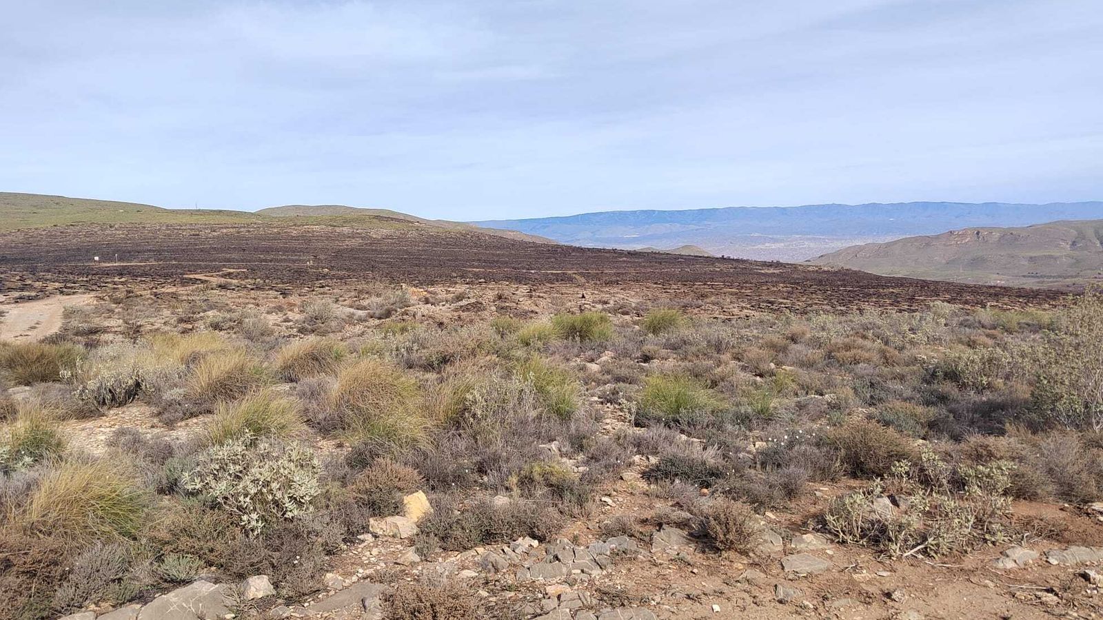 Zonas calcinadas al fondo frente a otras en las que se extiende el matorral.