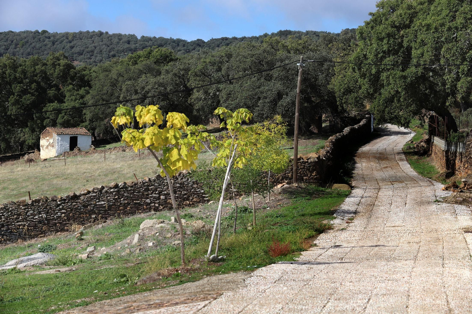 Alrededores de Hinojales.