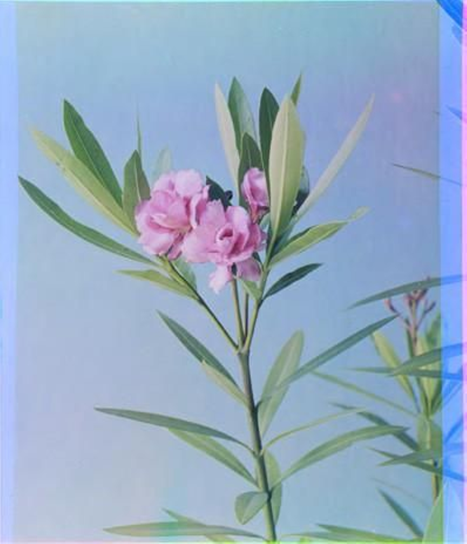 Nerium Oleander. Gibraltar, mayo de 1903 o mayo de 1904.