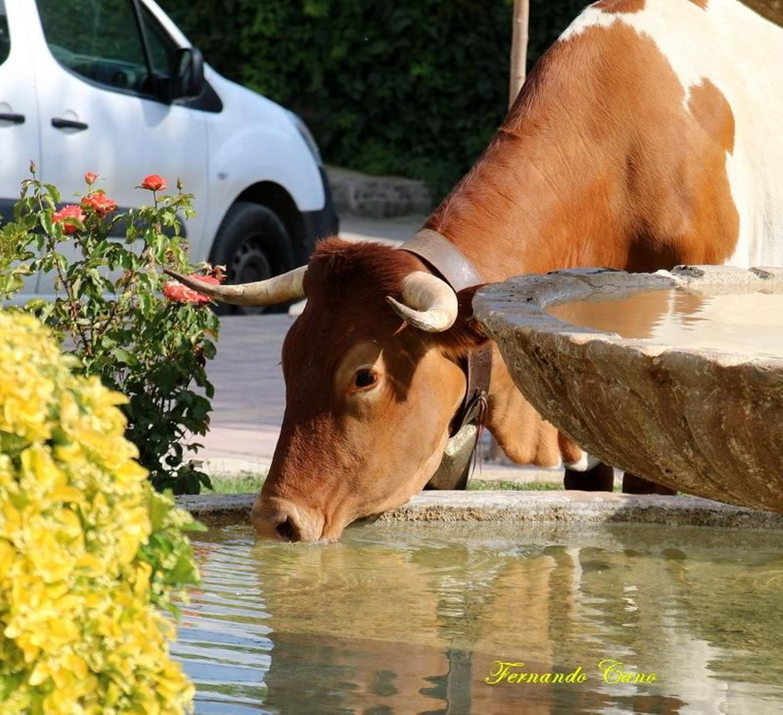 Las reses del ganadero Pablo Espinar hacen la trashumancia a su paso por Mogón.