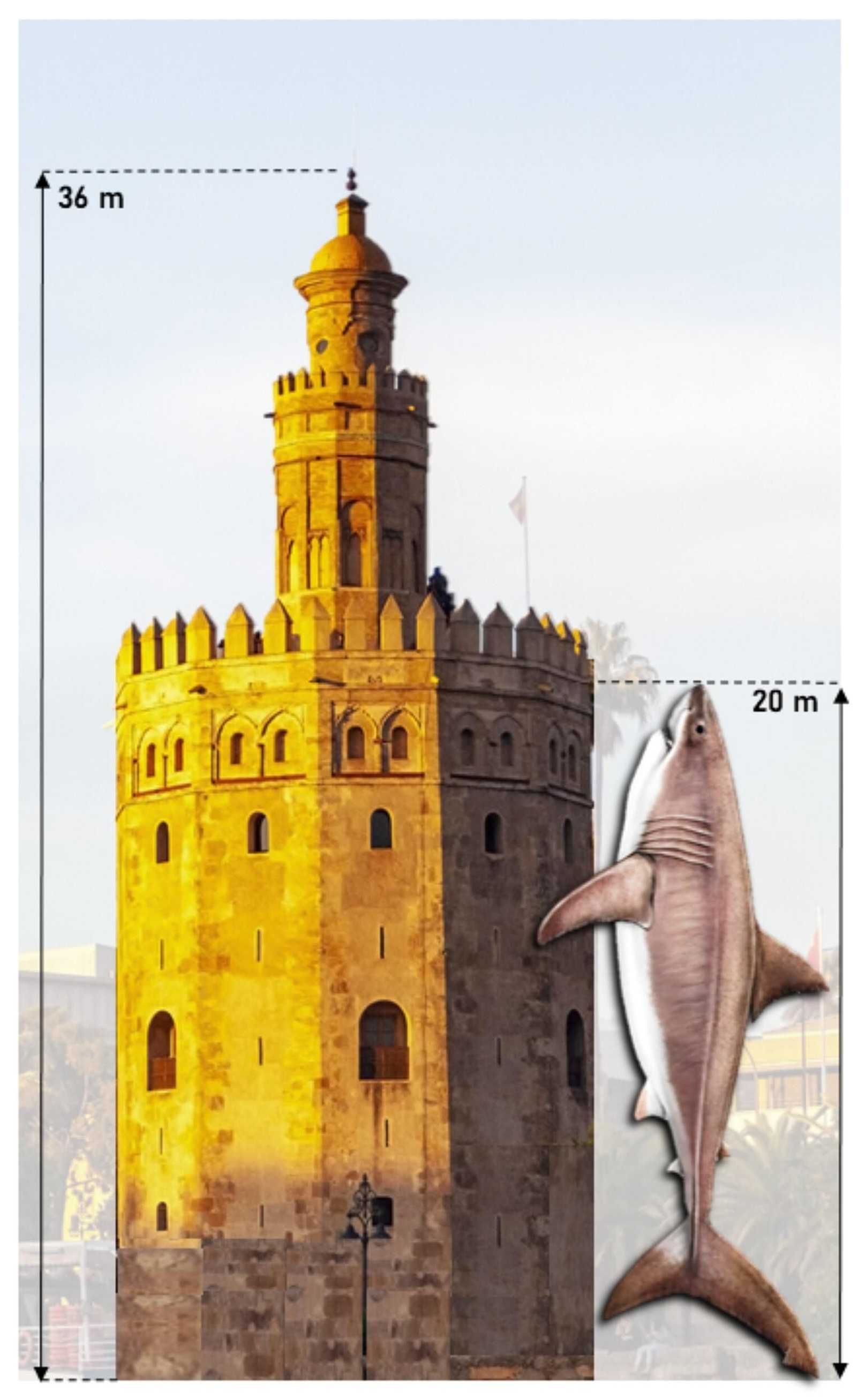 Comparativa de la altura de la Torre del Oro con la longitud de un megalodón.
