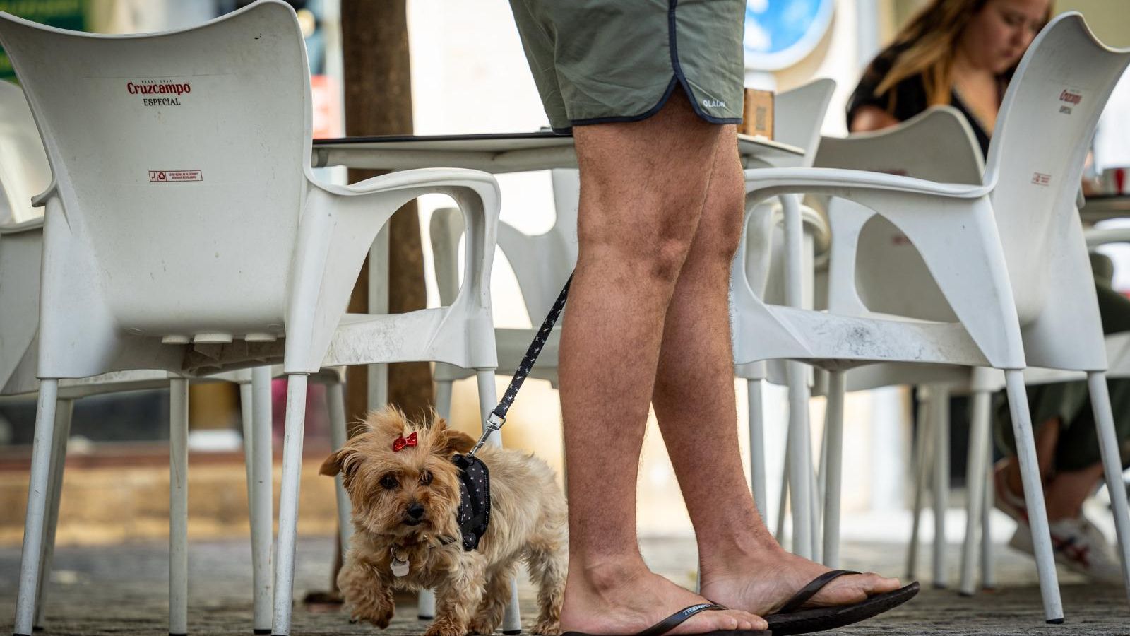 Imagen de un perro pequeño en una terraza