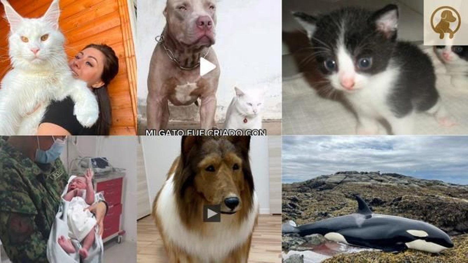 Las noticias más leídas sobre animales este 2022