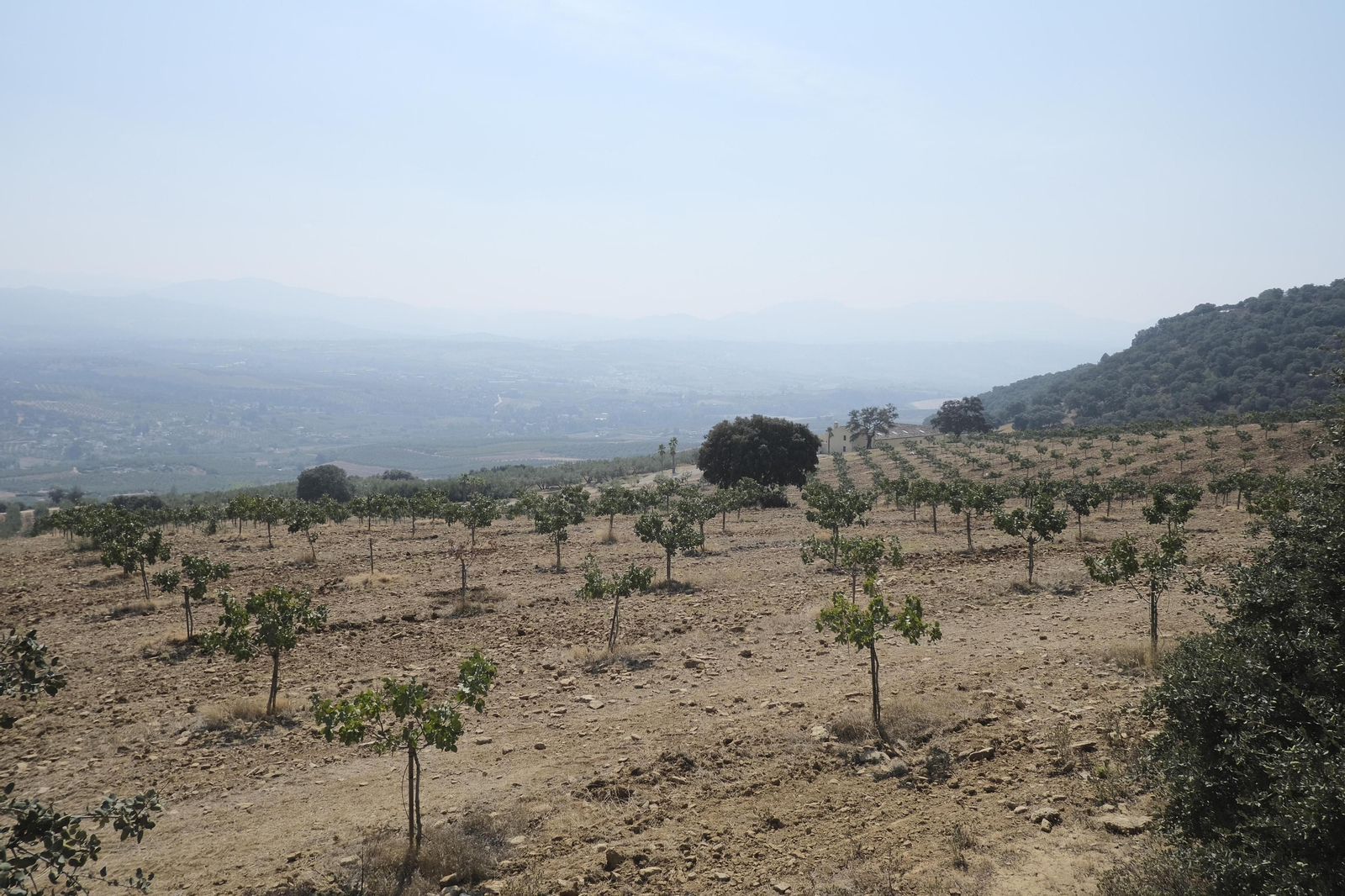 Plantación de pistachos en Ronda Plantación de pistachos en Ronda
