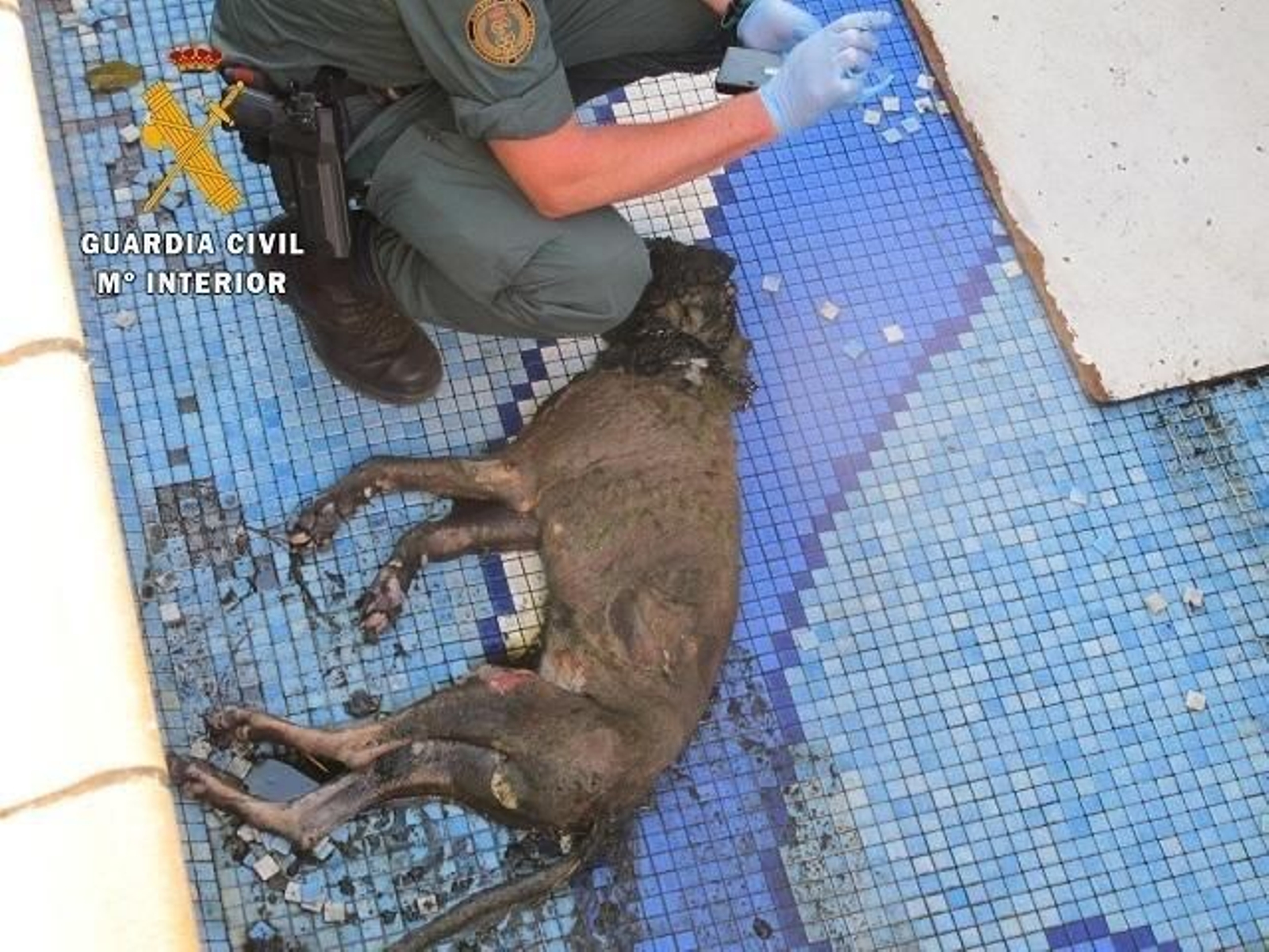 Imagen de un perro rescatado por la Guardia Civil.