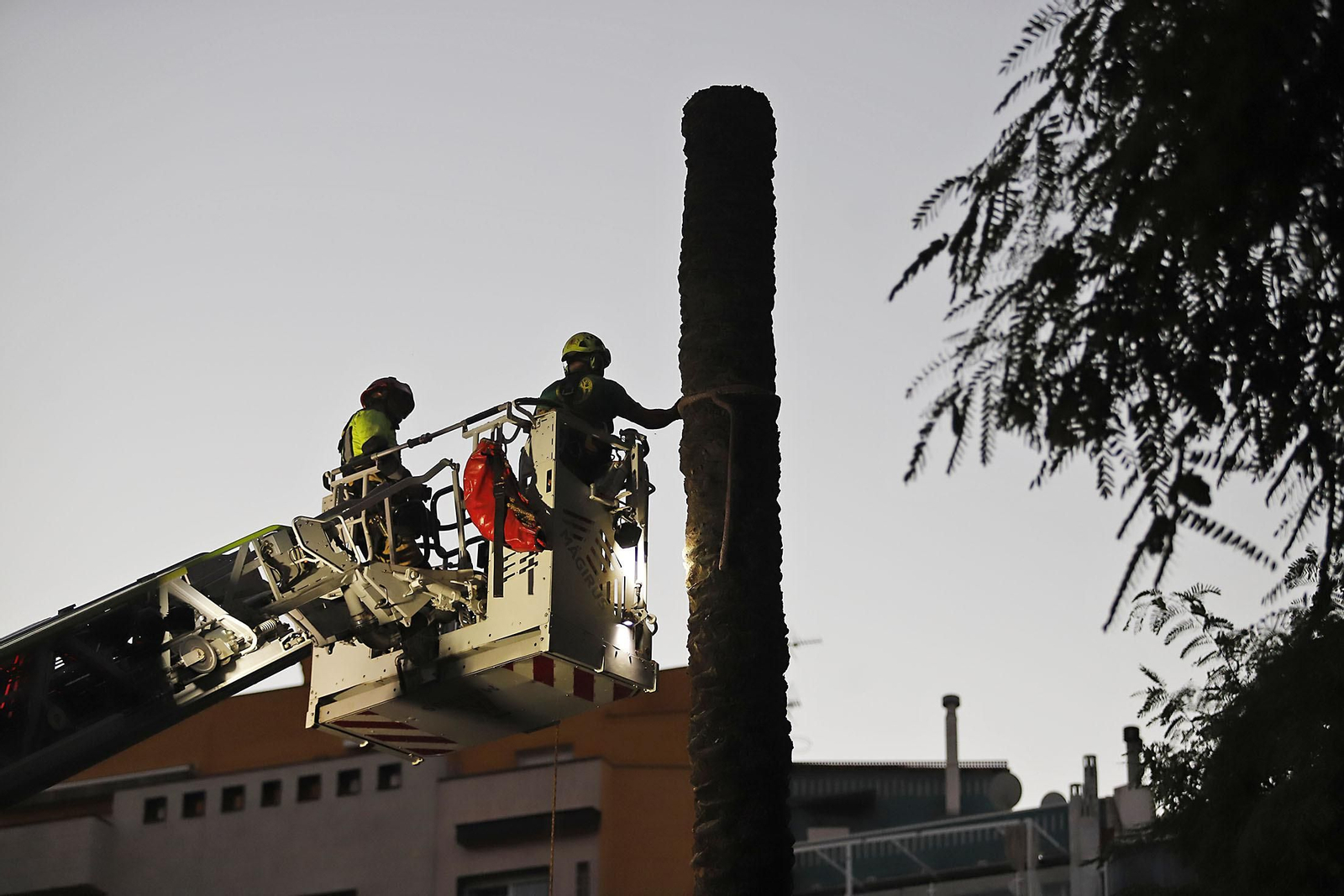 Imágenes de la tala de la emblemática Palmera de Huelva
