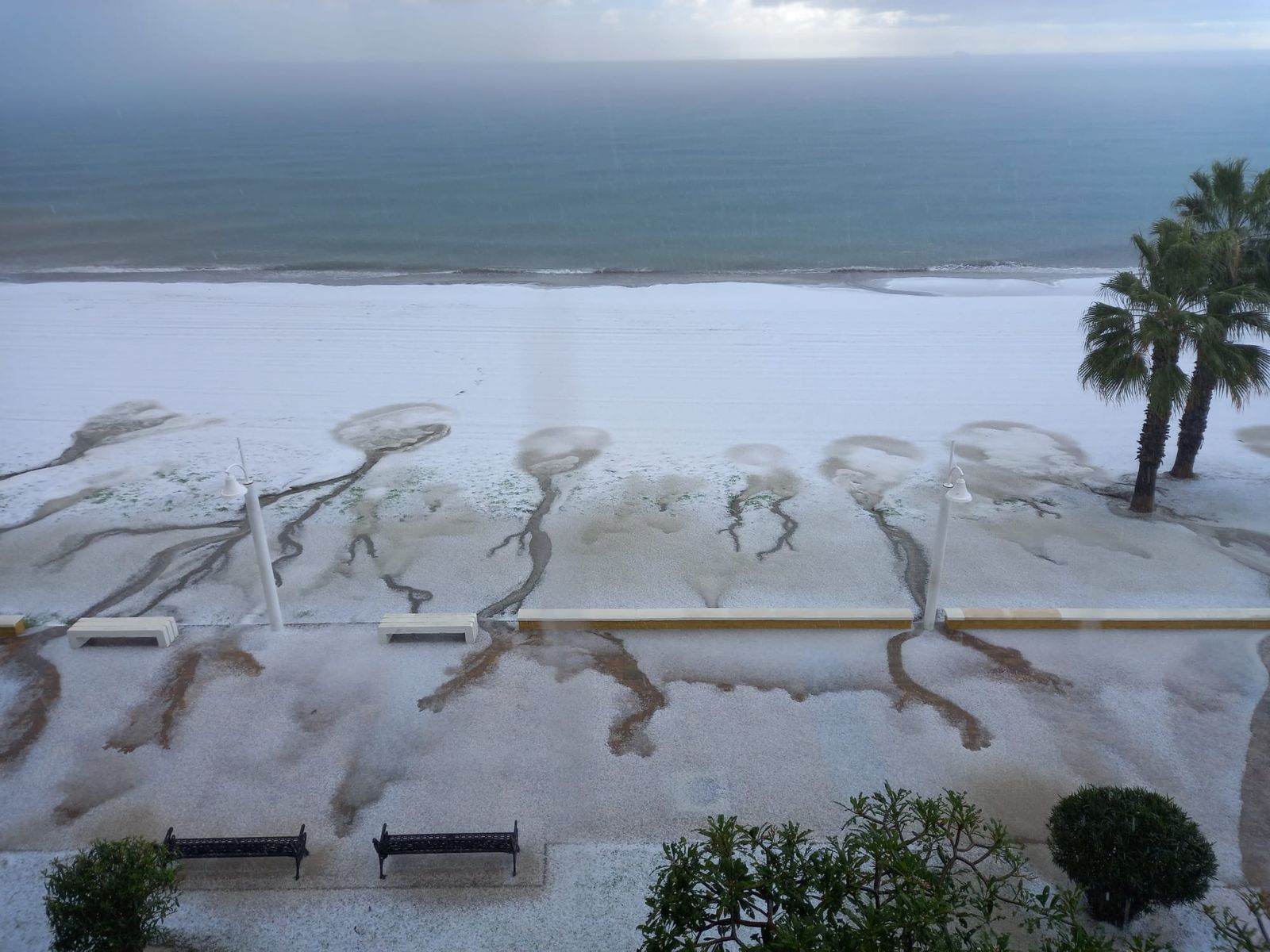 El manto manco ha cubierto la playa de Rincón.