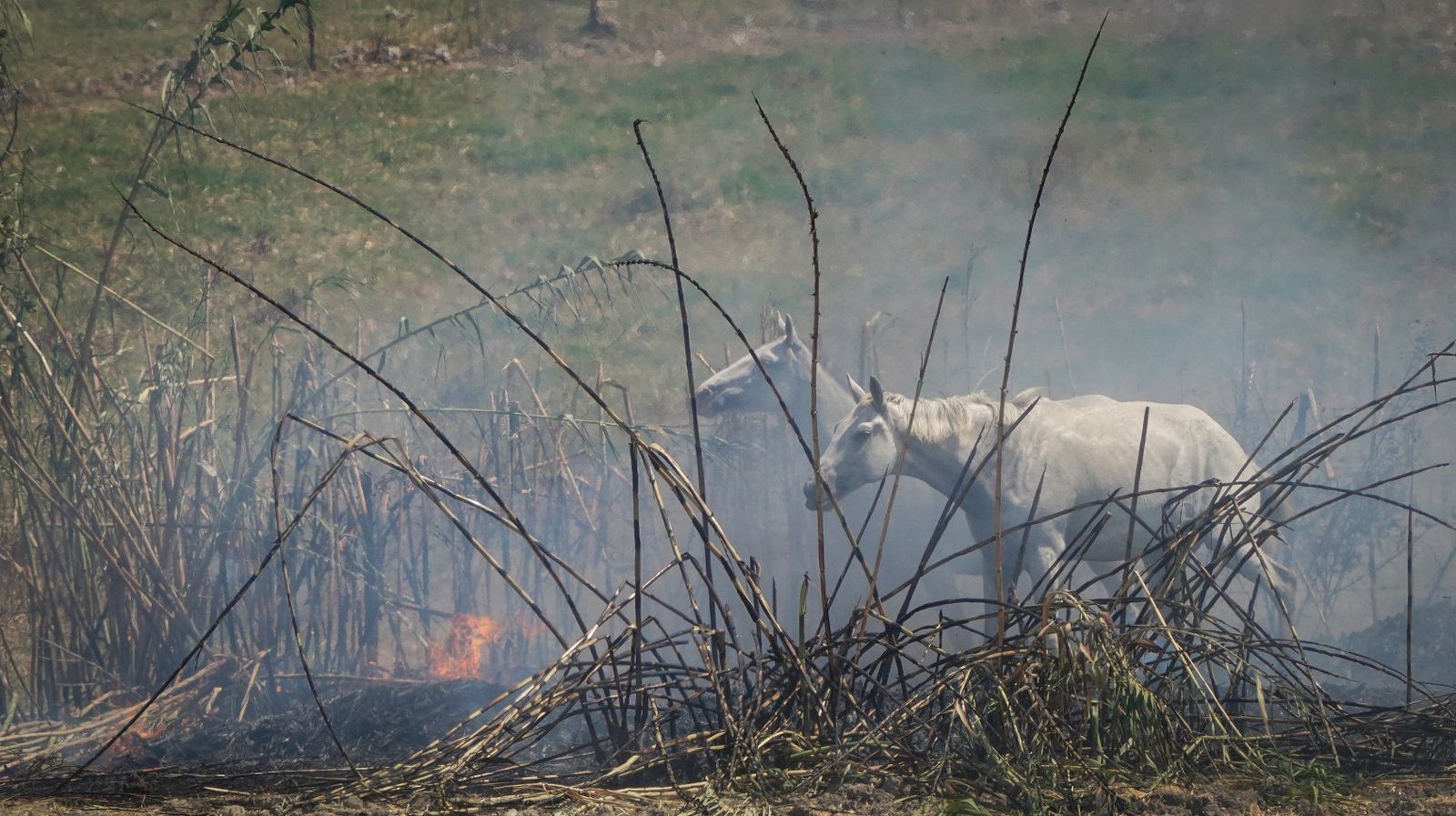 Así fue la salvación de las llamas de una manada de caballos en La Teja