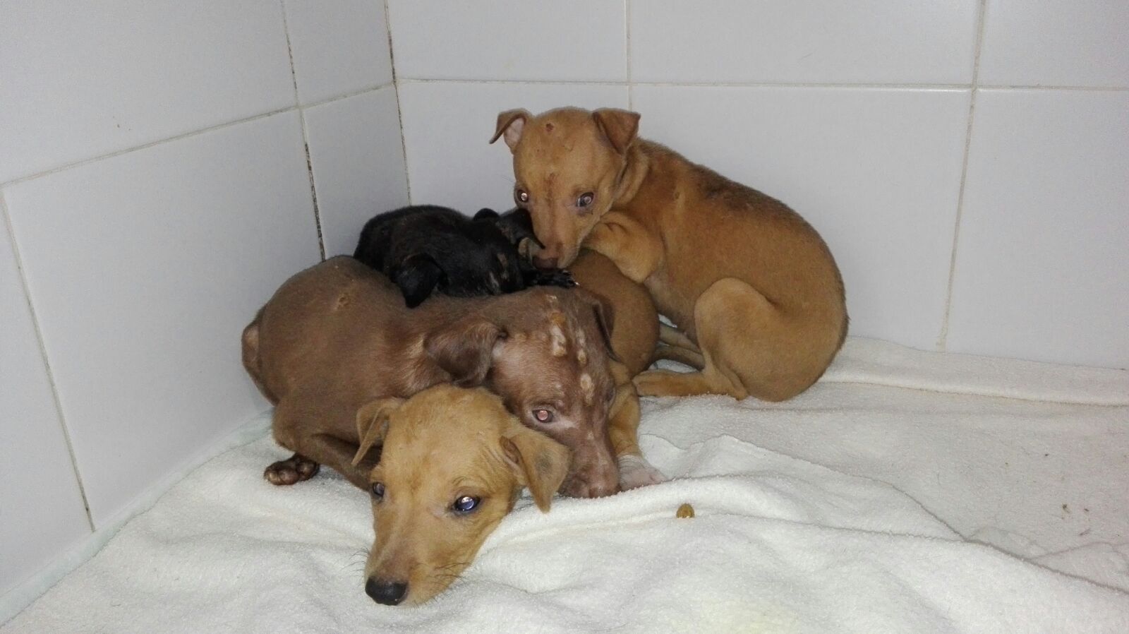 Algunos de los perros abandonados que se han recogido en los últimos días.