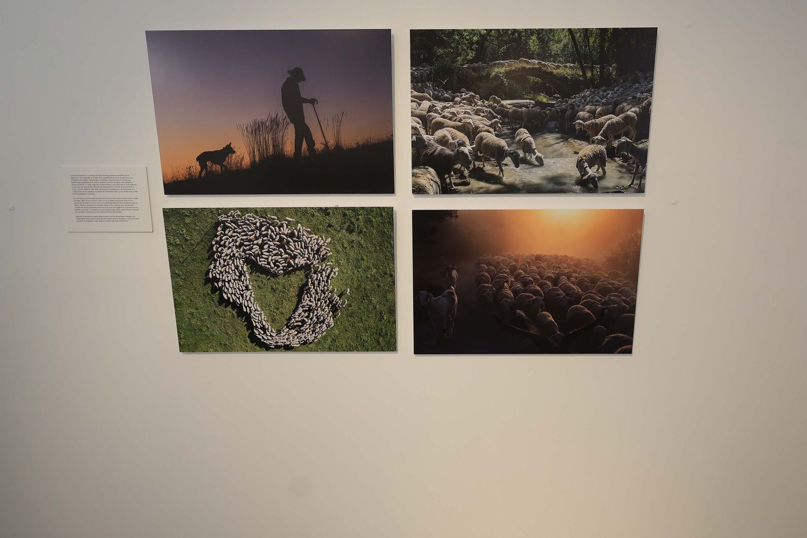 Fotos de la exposición 'Yerba, el corazón verde de la transhumancia' de Katy Muñoz