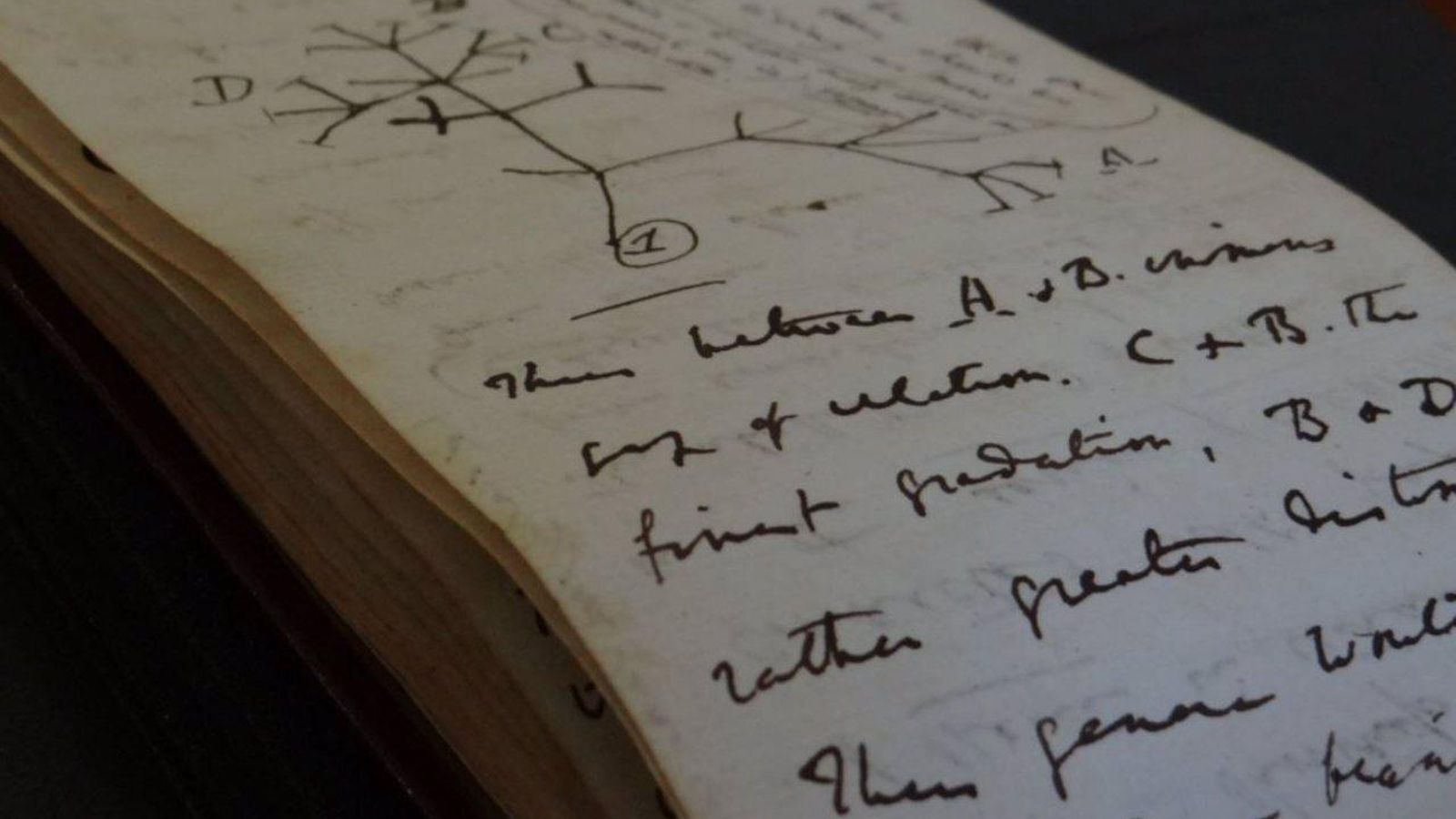 Una página del cuaderno de Darwin de 1837 que muestra el boceto del Árbol de la vida. Una página del cuaderno de Darwin de 1837 que muestra el boceto del Árbol de la vida.
