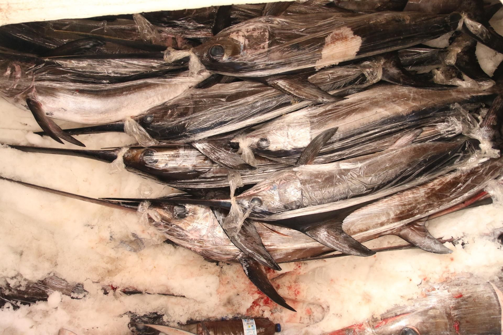 Fotogalería de la Cofradía de Pescadores de Adra