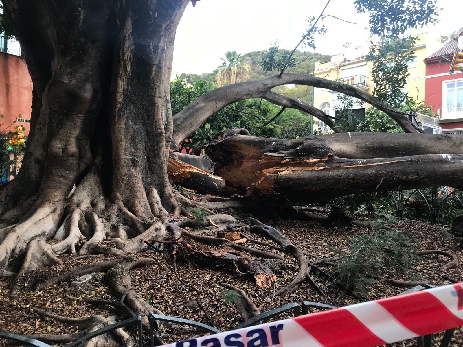 El estado del ficus de la fuente de Reding tras la tormenta
