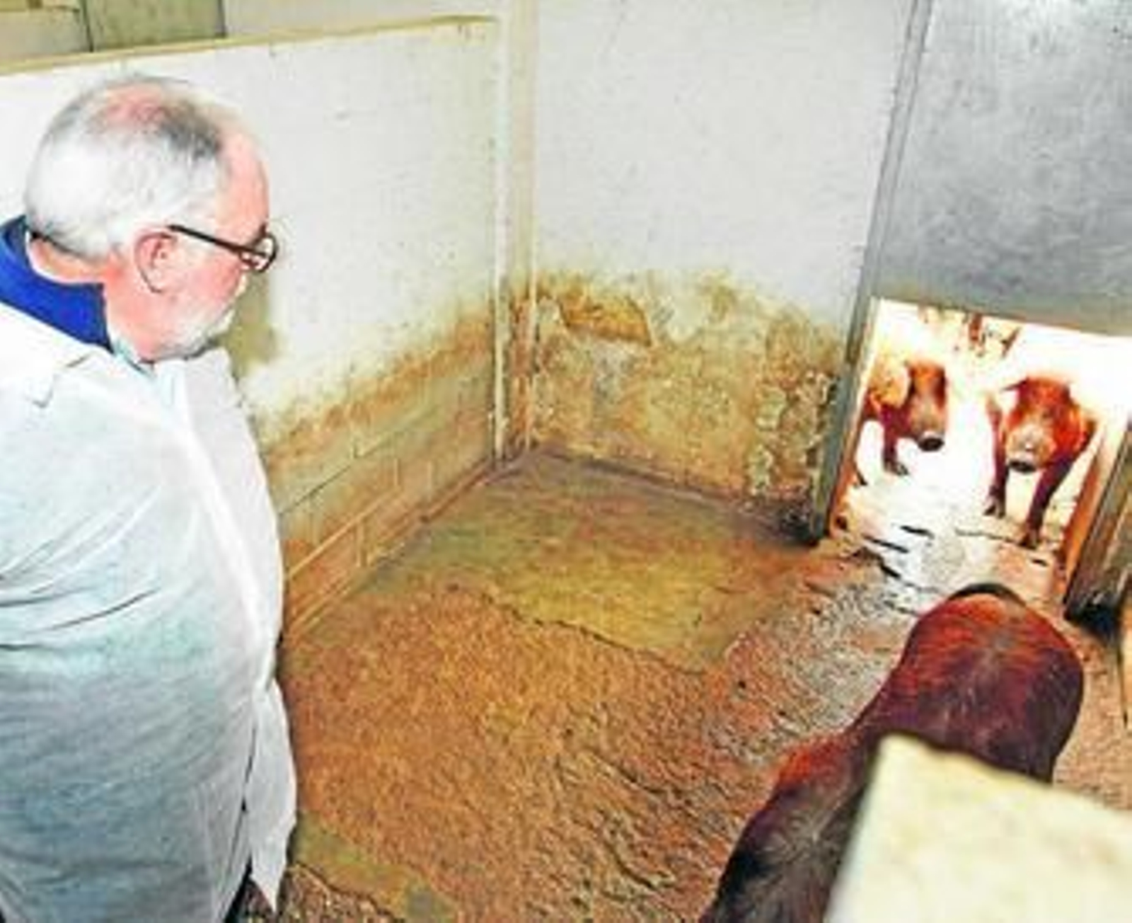 Arias Cañete observa los ejemplares del cerdo dorado gaditano.