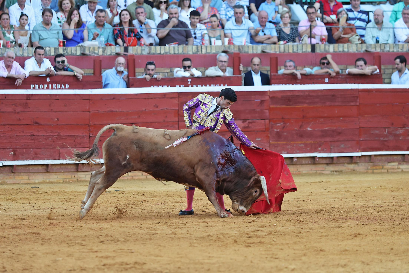Toros La Merced 2024 Novillada con picadores(