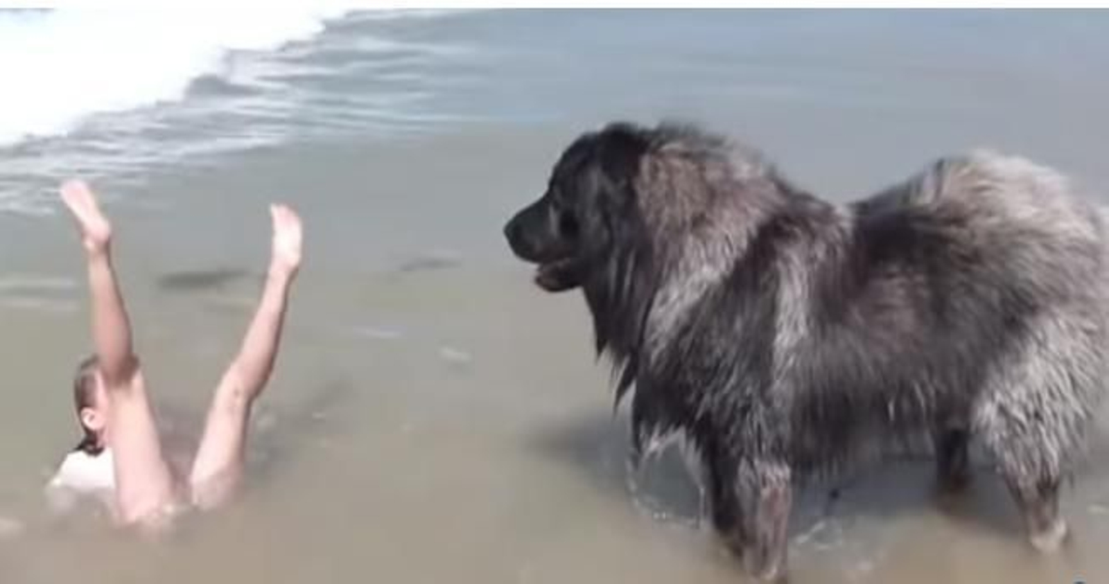 Un pastor del cáucaso protege a una niña que se bañaba en el mar