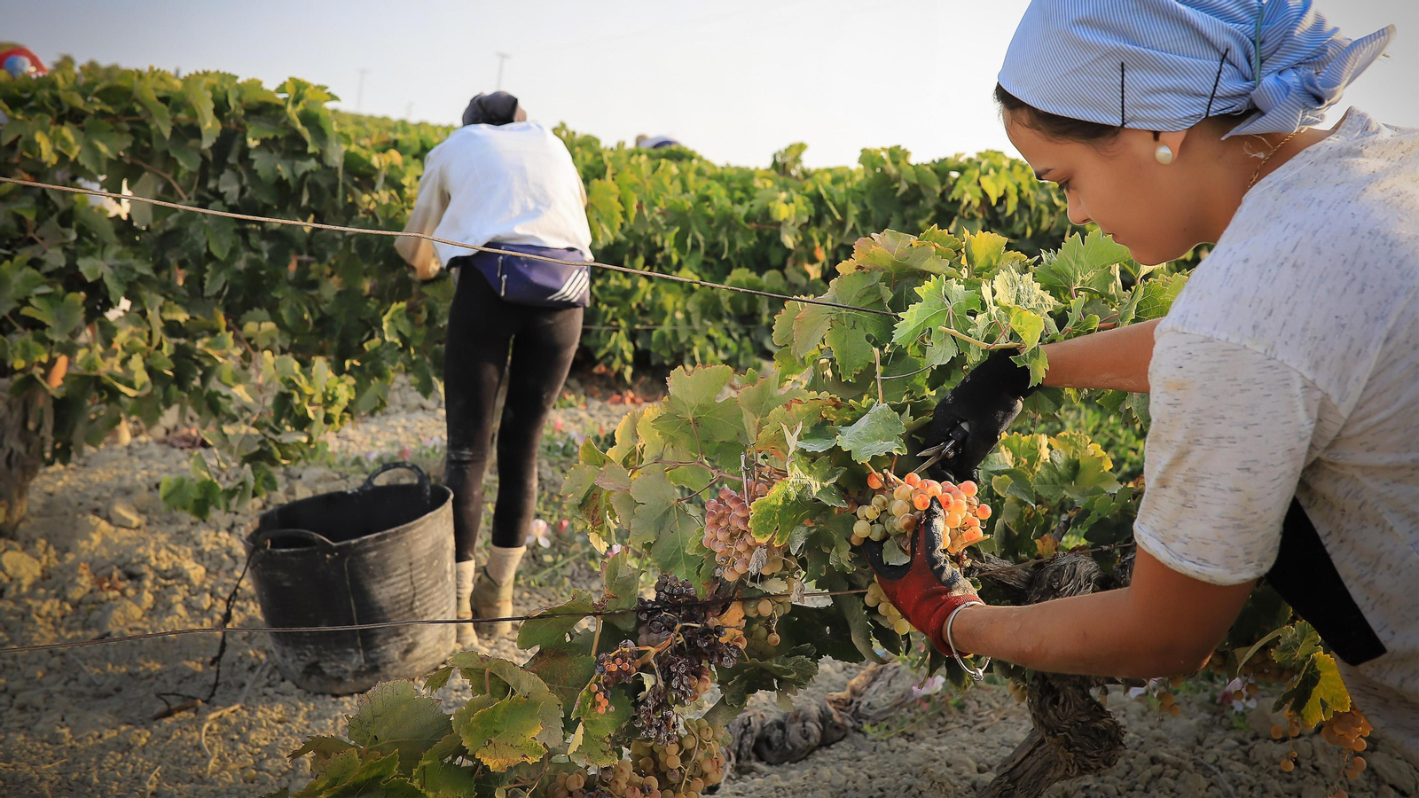 Imágenes de la vendimia de Bodega Estévez