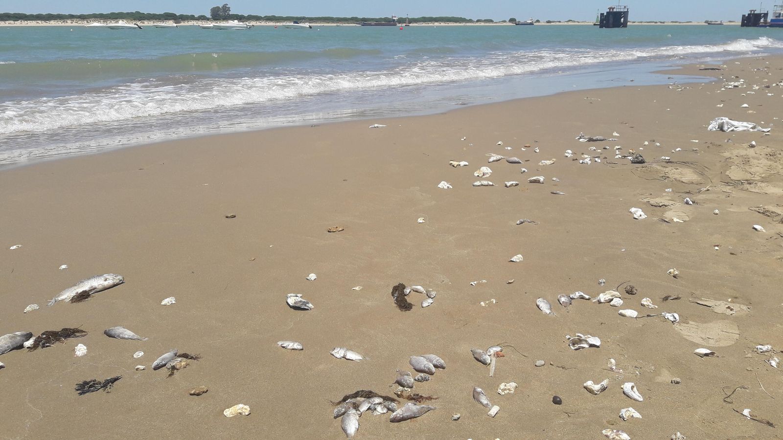 Imagen remitida por Izquierda Unida en la que se aprecian multitud de peces muertos.