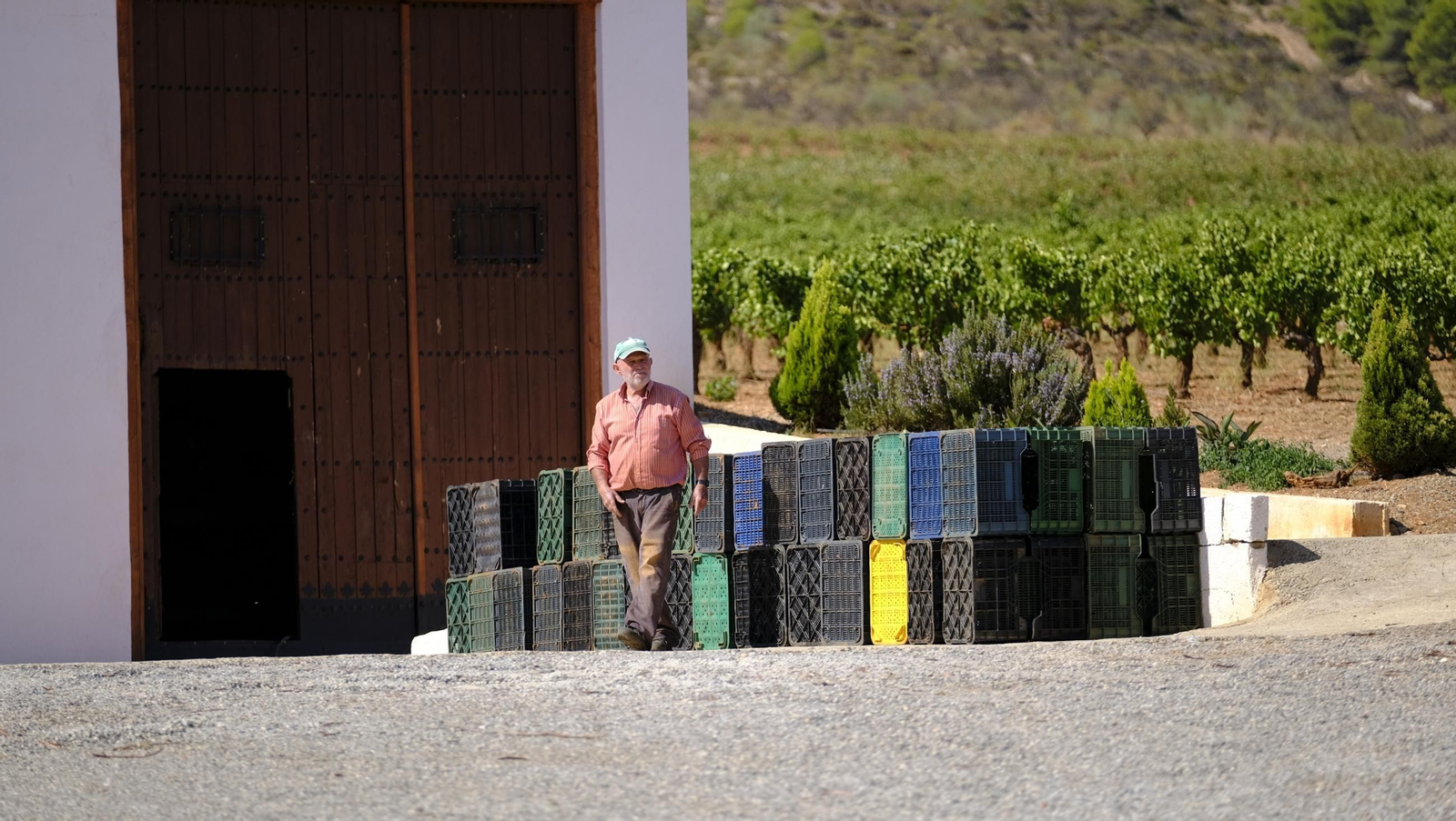 La vendimia en la Bodega Cortijo del Cura de Laujar, en imágenes