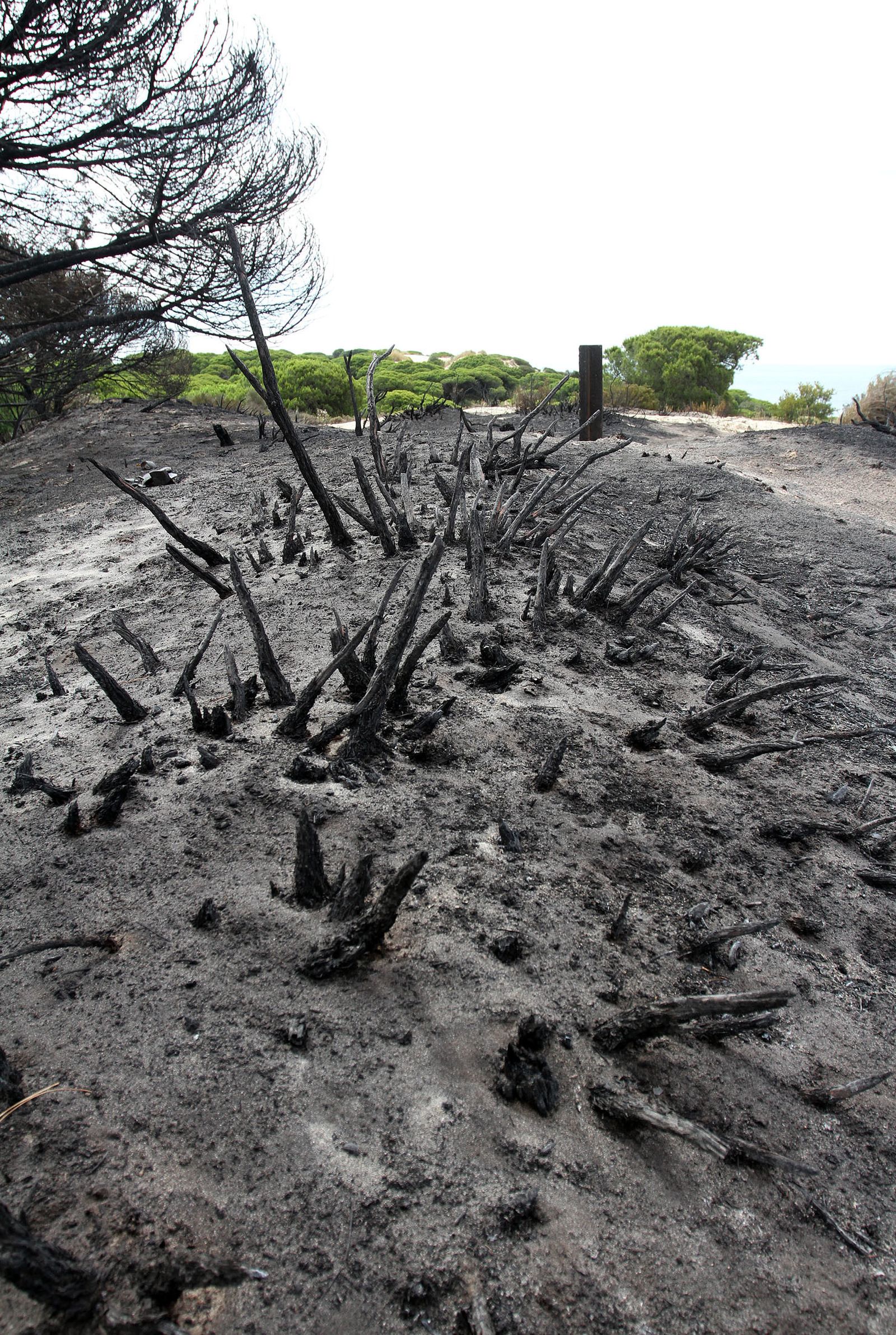 Imágenes de las consecuencias del incendio de Moguer