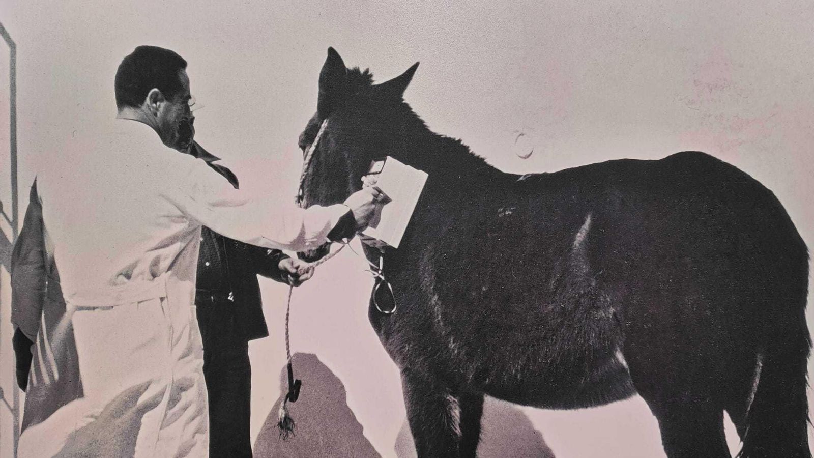 Enero de 1966. La Junta de Energía Nuclear de la época franquista decidió, en su momento, ampliar los reconocimientos sobre los animales de tiro y ganado con el detector de radiactividad alfa, denominado popularmente 'La Plancha'.