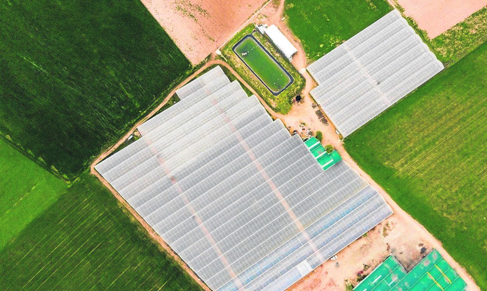 Gonserbio, calidad en crecimiento