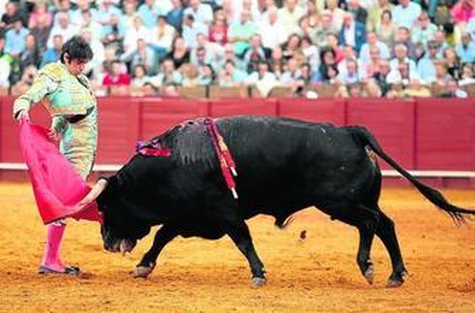 Miguel Ángel Perera, en una ajustadísima manoletina, en el cierre de su gran faena al tercer toro, al que cortó una oreja.