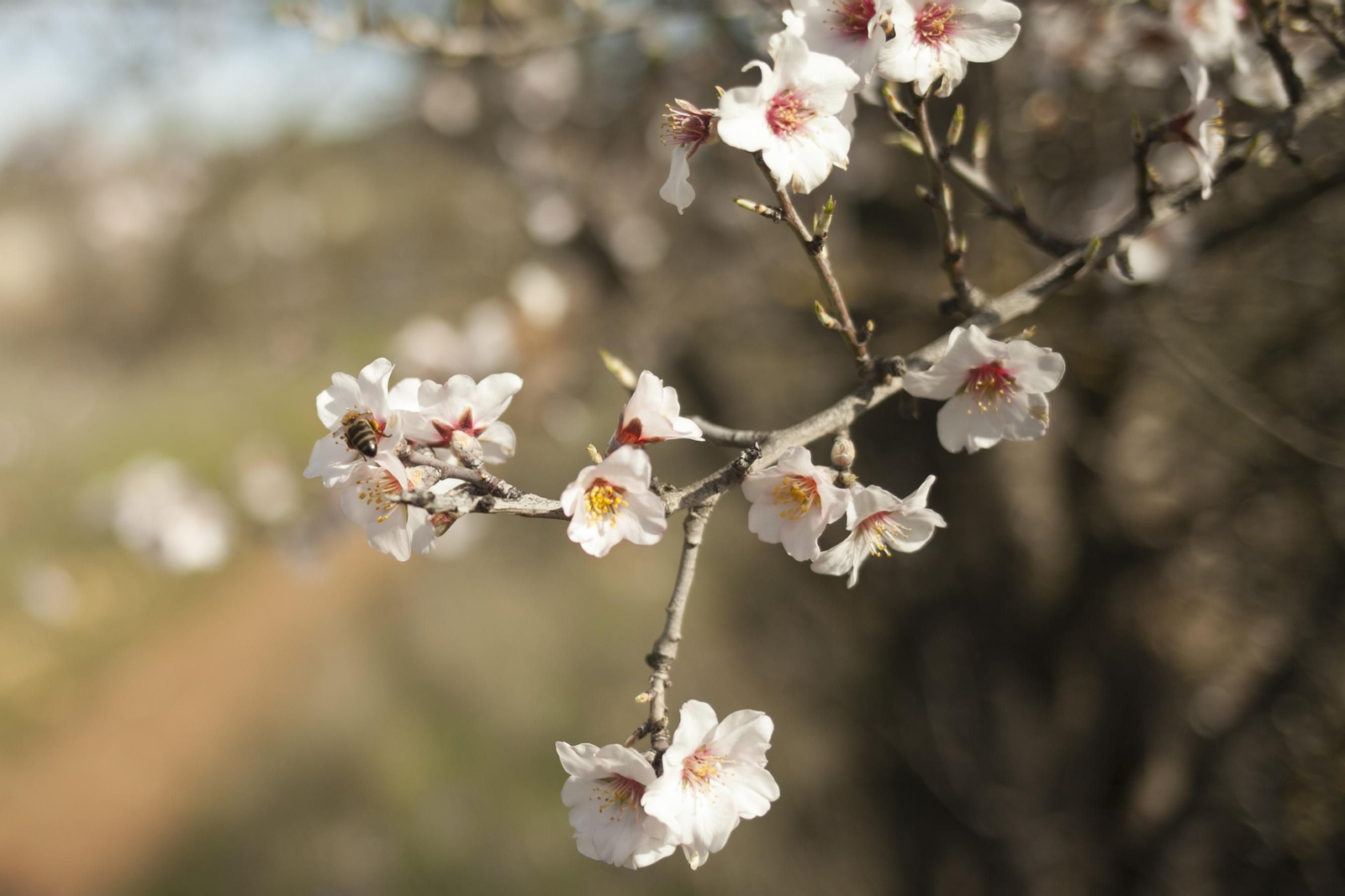 Fotos: los almendros anuncian la primavera