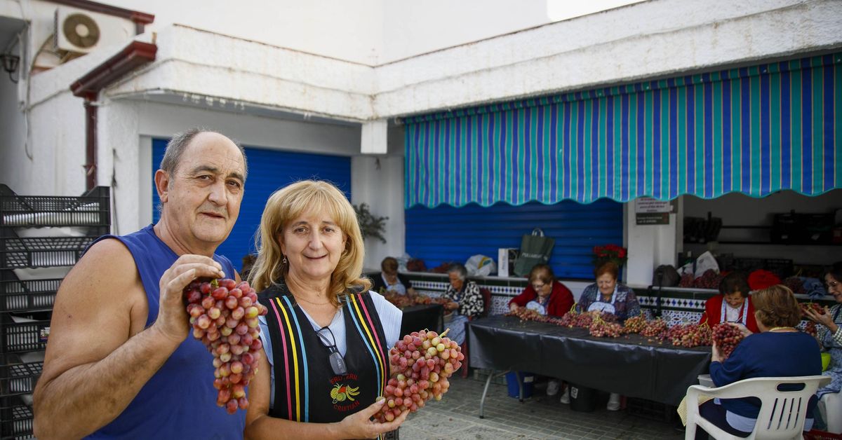 La tradicional faena de la uva de Canjayar, en imágenes