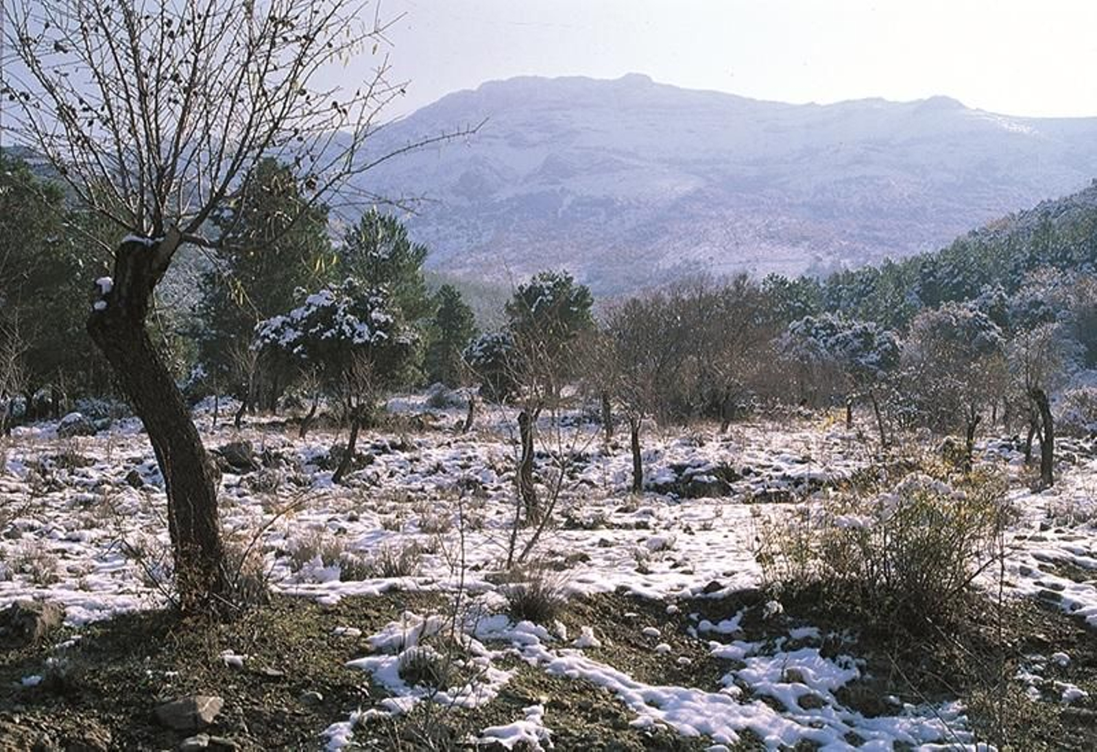 Torres nevado. Torres nevado.
