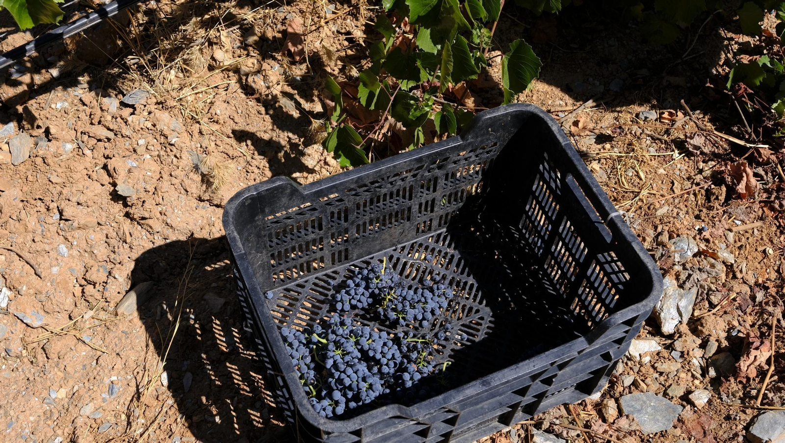 Las imágenes de la vendimia en la zona de Laujar de Andarax