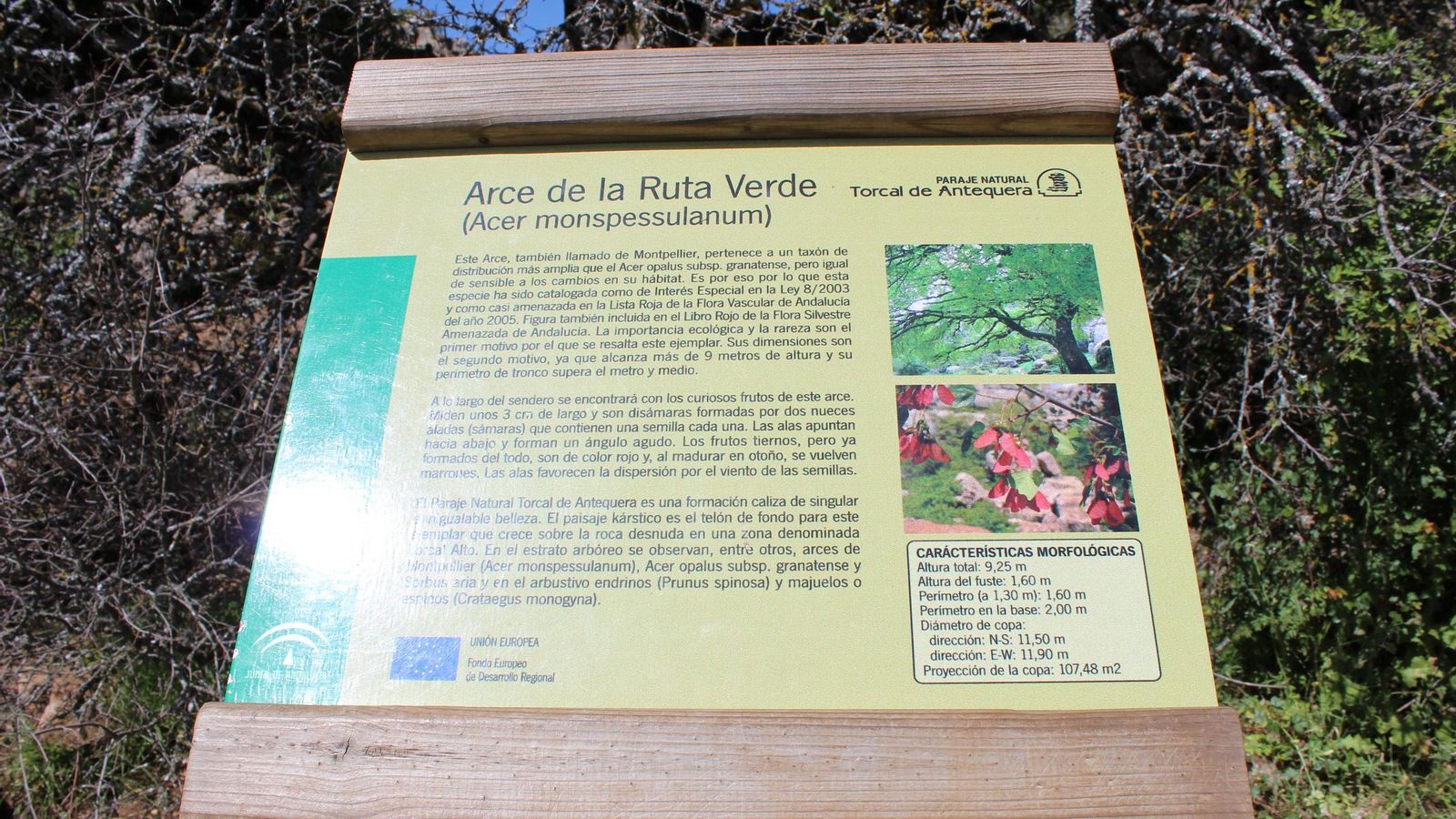Cartel en el Torcal de Antequera sobre el Arce de Montpellier, parte de la Ruta Verde.
