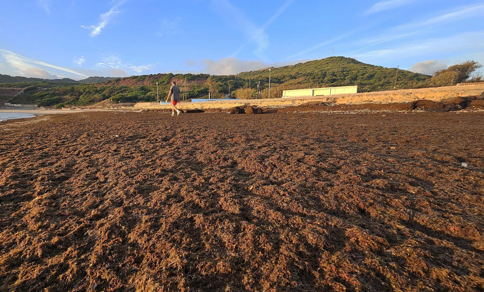 Fotos del nuevo arribazón de alga asiática en la playa de Getares de Algeciras