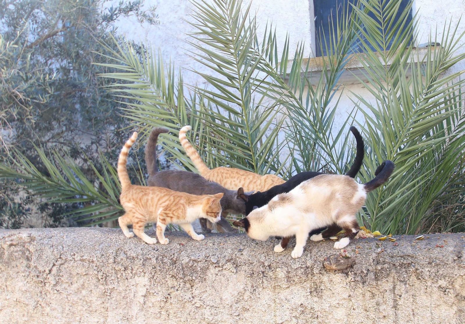 Un grupo de gatos callejeros