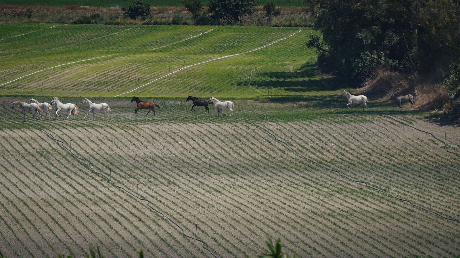 Así fue la salvación de las llamas de una manada de caballos en La Teja