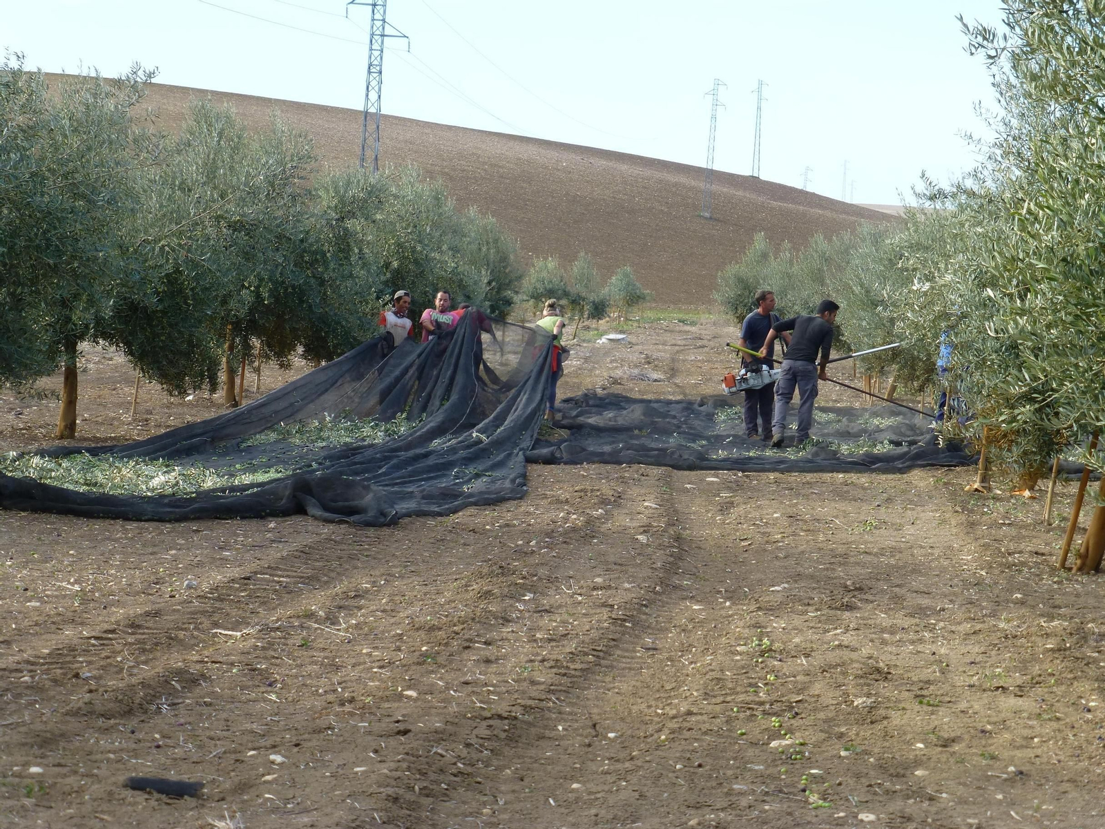 Recogida de aceituna en una finca.