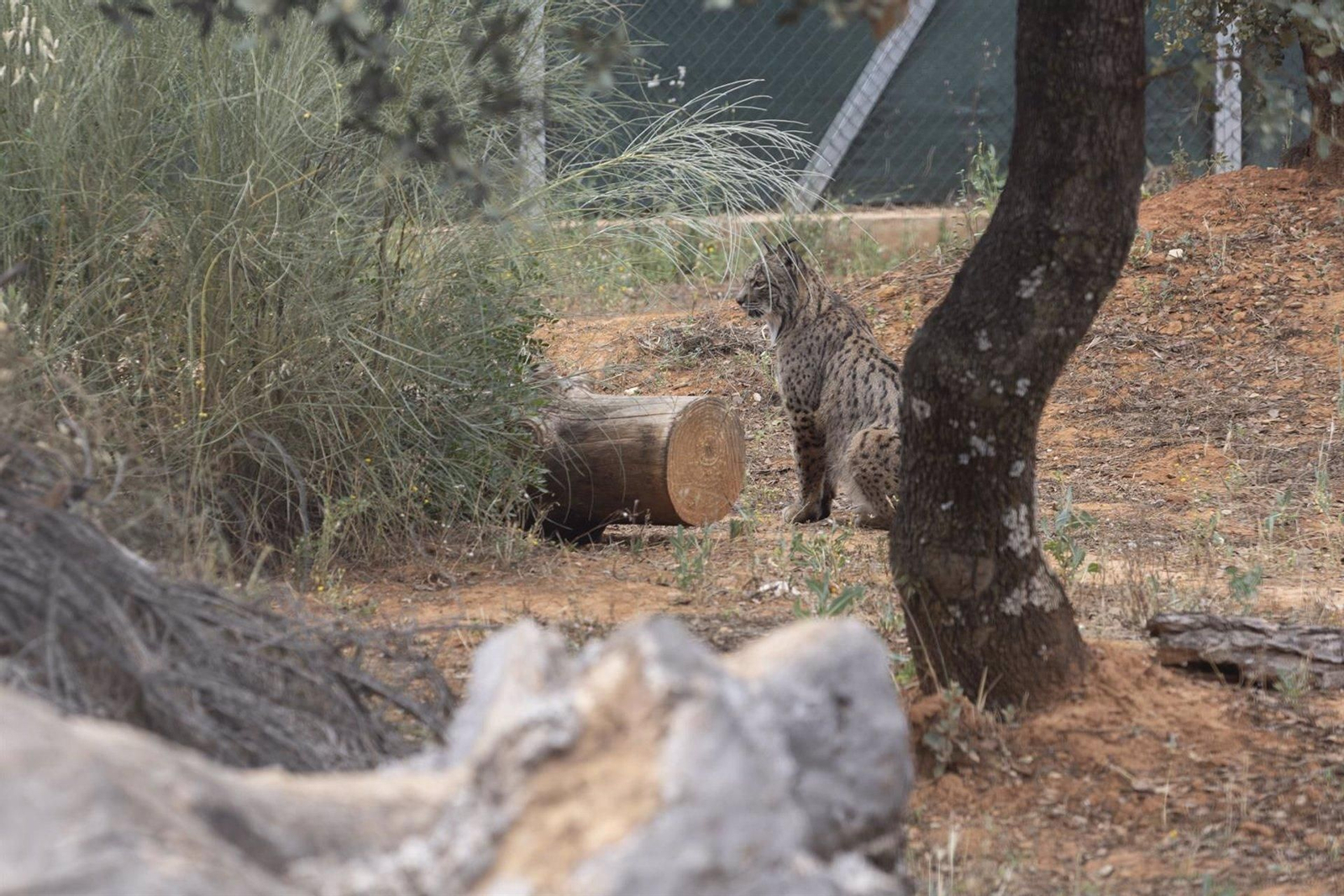 Un lince en el Centro de Interpretación del Lince Ibérico.