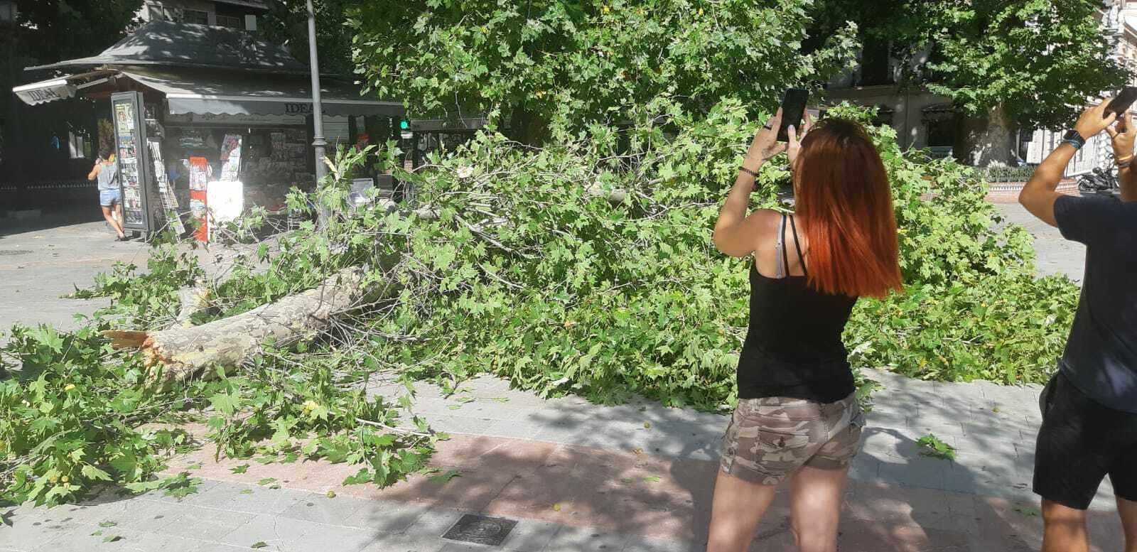 Imágenes de la rama caída en la Fuente de las Batallas