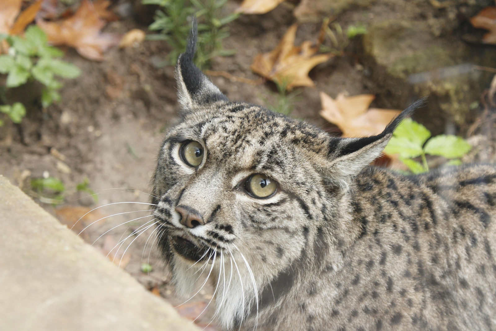 Uno de los felinos en la nueva instalación del lince ibérico Uno de los felinos en la nueva instalación del lince ibérico