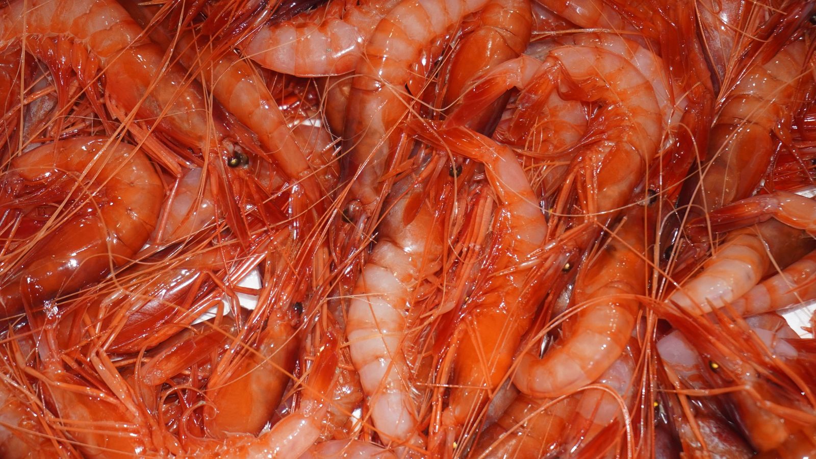 Gamba Roja