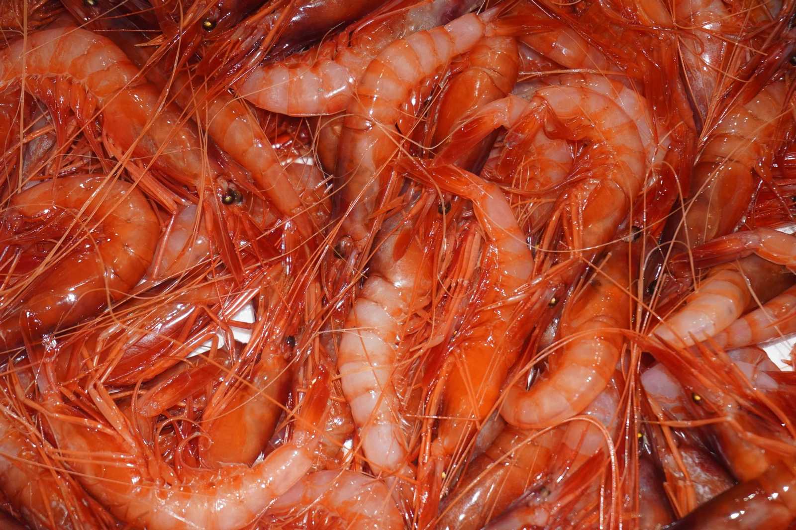 Gamba Roja