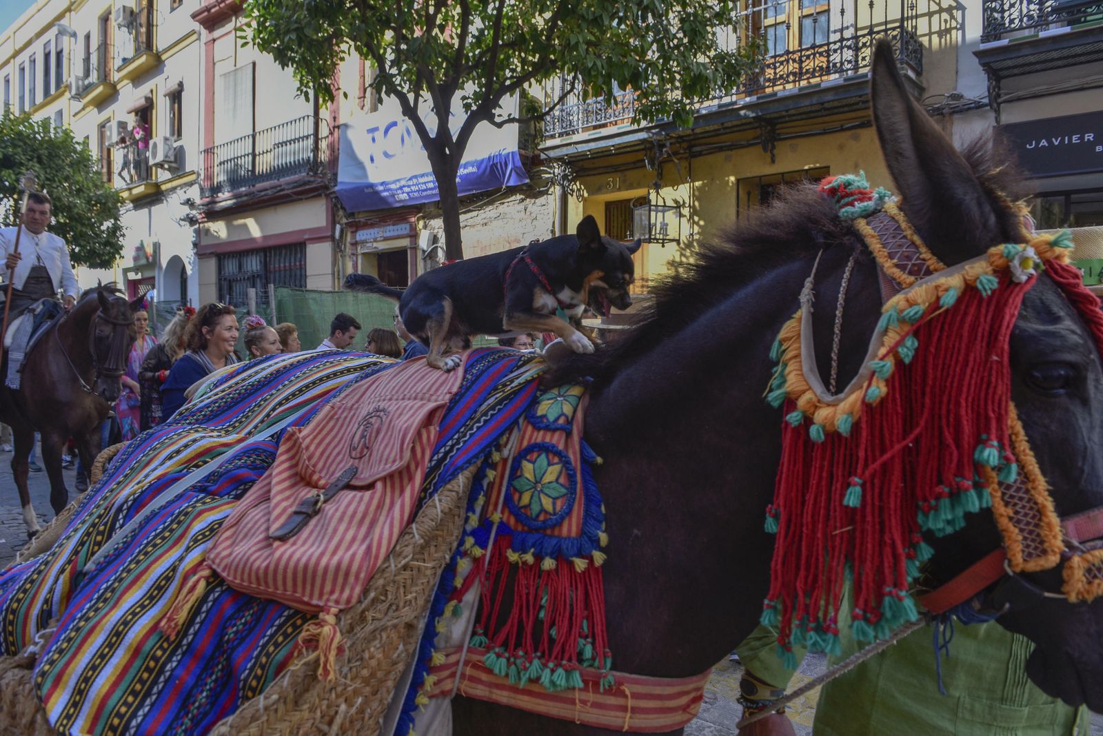 La salida de la Hermandad del Rocío de Triana, en imágenes