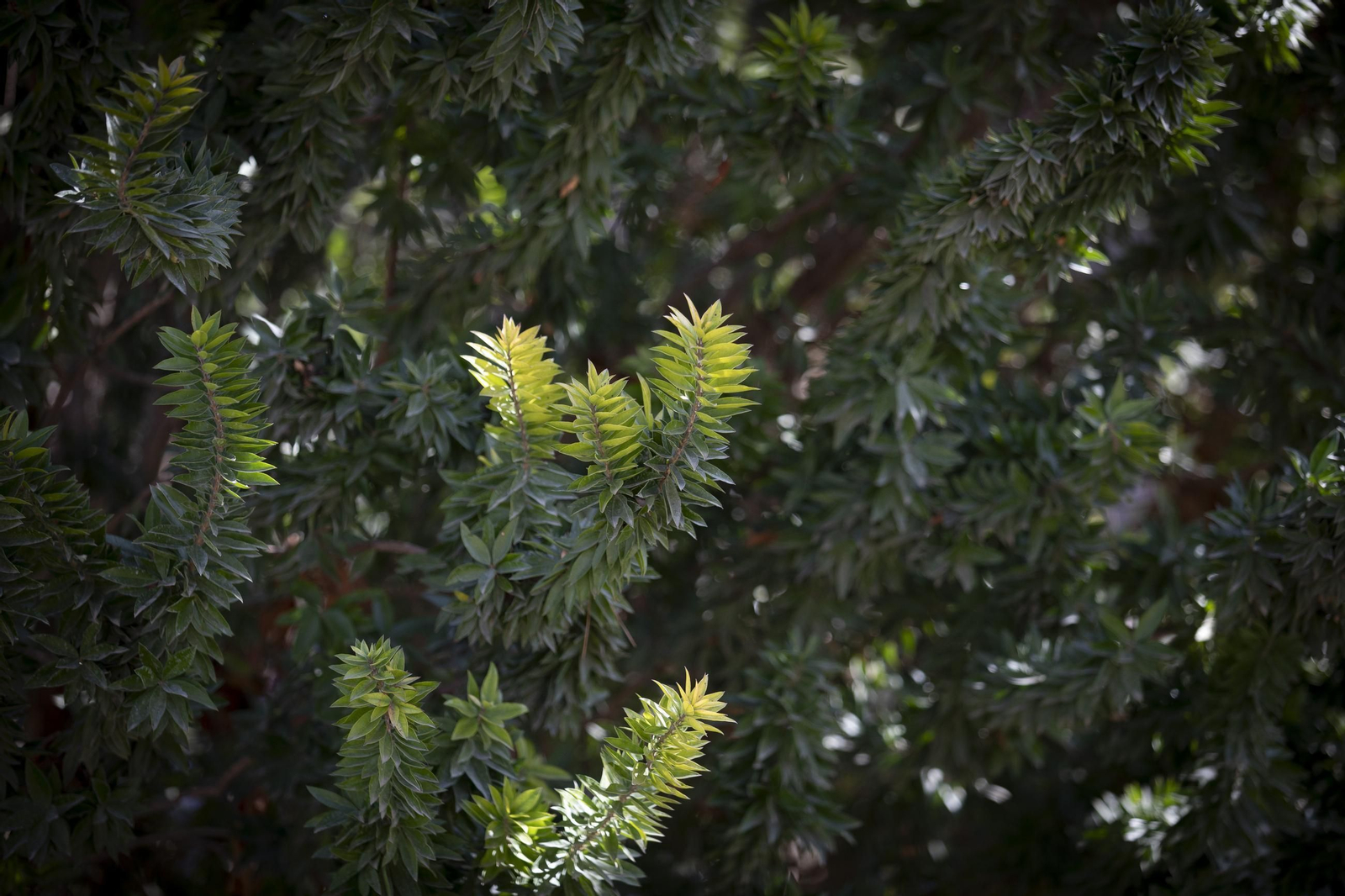 La Alhambra en flor...de invierno: las imágenes