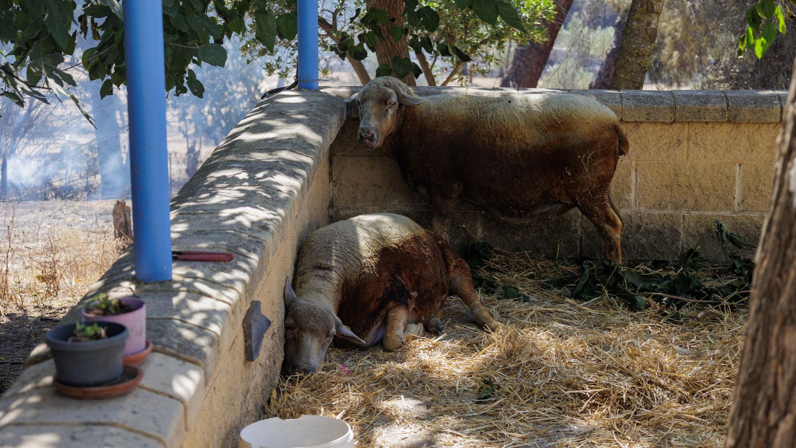 Los animales, también dañados por el incendio de Bonares.