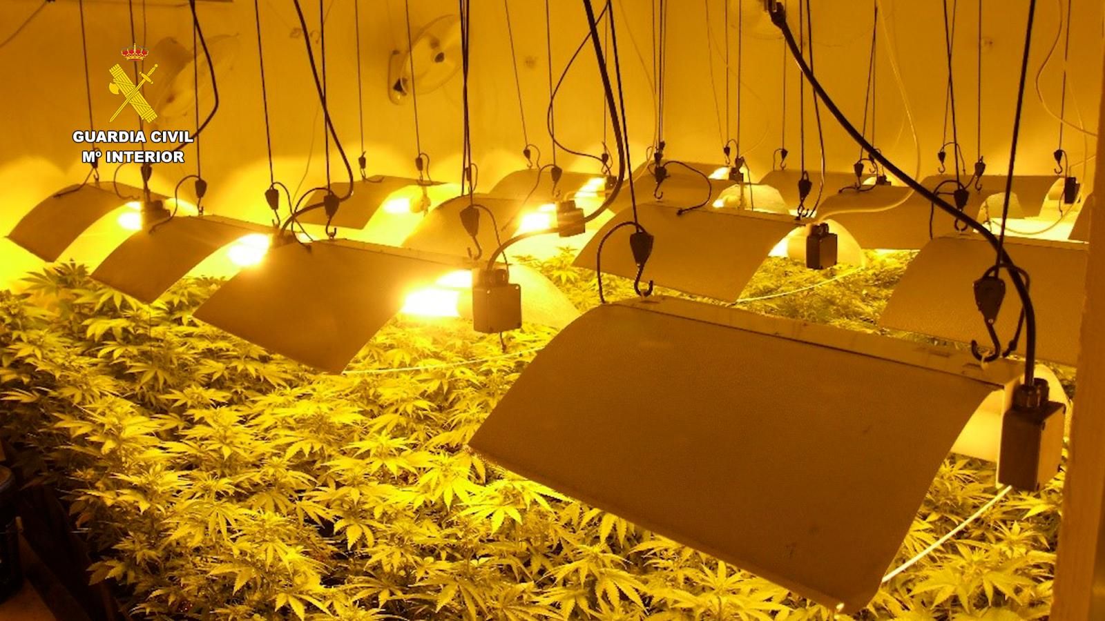 Las plantas de marihuana intervenidas.